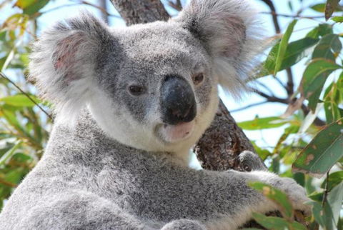 AFFORDABLE ISLAND ESCAPE! Queen Studio, Nelly Bay - Tweed Heads Accommodation 2