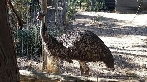 BAROSSA HILLS COTTAGES - Tweed Heads Accommodation 3