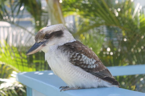 Moreton Island Villas And Apartments - Tweed Heads Accommodation 16