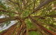 The Broken Banyan - thumb 18