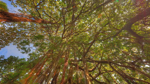The Broken Banyan - Tweed Heads Accommodation 17