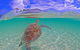 Beachcomber Lodge - thumb 28