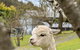 Carawatha On The Range - Unique Farm Stay - thumb 3