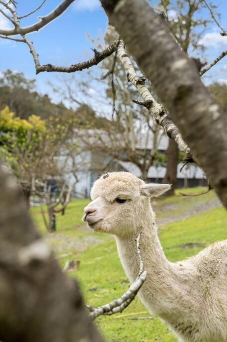 Carawatha On The Range - Unique Farm Stay - Tweed Heads Accommodation 3