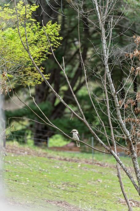 Carawatha On The Range - Unique Farm Stay - Tweed Heads Accommodation 4