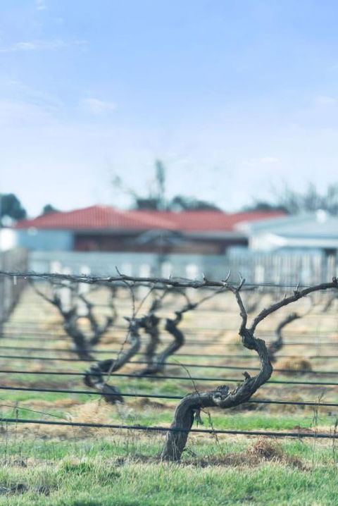 Crimson Ridge - Wines, Vines And Dine - Tweed Heads Accommodation 1