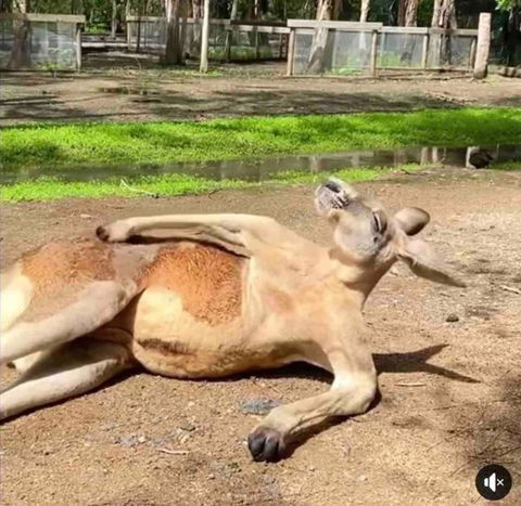 D110 Sweet Melon Super Stay-fantastic - Tweed Heads Accommodation 2