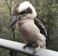 424 Trees - Tweed Heads Accommodation