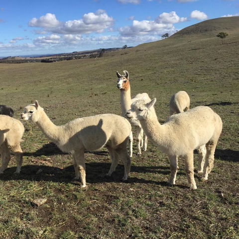 GOULBURN ALPACA FARM STAY - Tweed Heads Accommodation 0