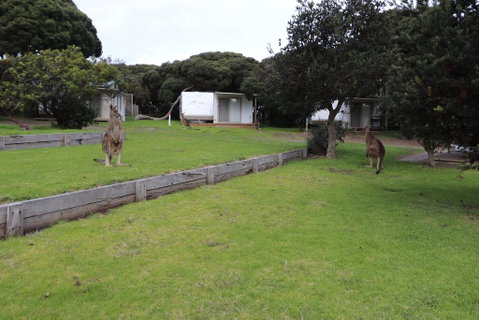 Anglesea Family Caravan Park - Tweed Heads Accommodation 3