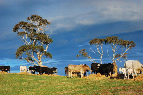 Back Valley Farm Stay Bed And Breakfast - Tweed Heads Accommodation 2