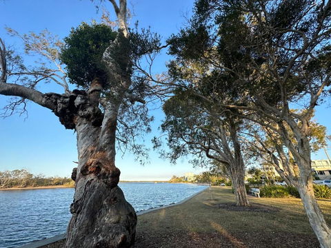 River Gum Apartment - Tweed Heads Accommodation 2