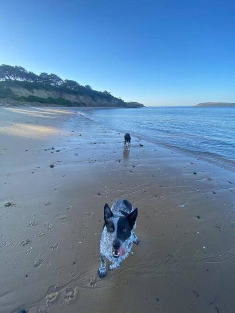Salty Paws Dog Friendly Luxe Cottage - Tweed Heads Accommodation 3