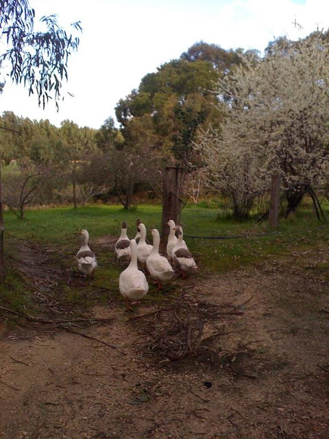 Bellbrae Harvest - Tweed Heads Accommodation 3