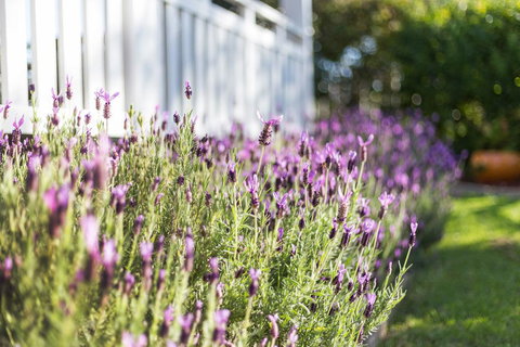 BIRCHES B&B - Tweed Heads Accommodation 3