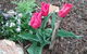 Blueberry B&B - thumb 3
