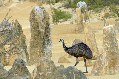 Private, Luxury Pinnacles Tour: Stargazing, Sand-boarding & Sightseeing - Tweed Heads Accommodation 5