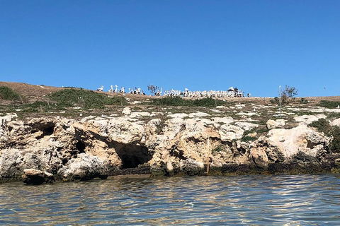 Penguin Island And Fremantle - Canoe, Chocolate & Coffee - Tweed Heads Accommodation 5