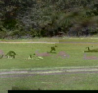 Yanchep  Lancelin - Wildlife Cave And Sands - Tweed Heads Accommodation