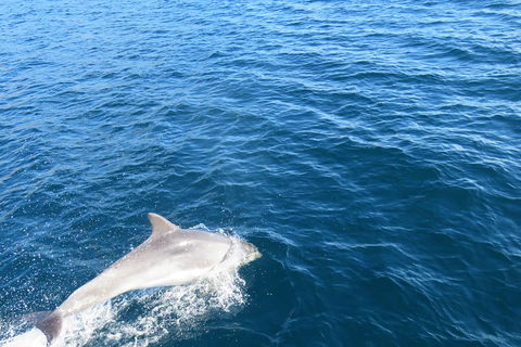 Twilight Sail Bruny Island - Tweed Heads Accommodation 5
