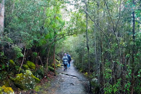 Kunanyi / Mt Wellington Explorer Bus - 2 Hour Return Tour - Tweed Heads Accommodation 2