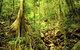 Cairns 4WD Waterfall And Rainforest Tour Including Kuranda Scenic Railway - thumb 1