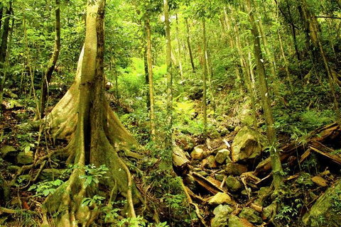 Cairns 4WD Waterfall And Rainforest Tour Including Kuranda Scenic Railway - Tweed Heads Accommodation 1