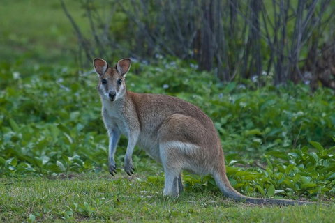 Cairns 4WD Waterfall And Rainforest Tour Including Kuranda Scenic Railway - Tweed Heads Accommodation 2