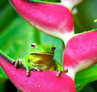 3-Day Best of Cairns Combo The Daintree Rainforest Great Barrier Reef and Kuranda - Tweed Heads Accommodation