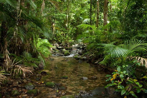 Cairns Reef And Rainforest Combo: Daintree Rainforest And The Great Barrier Reef - Tweed Heads Accommodation 1
