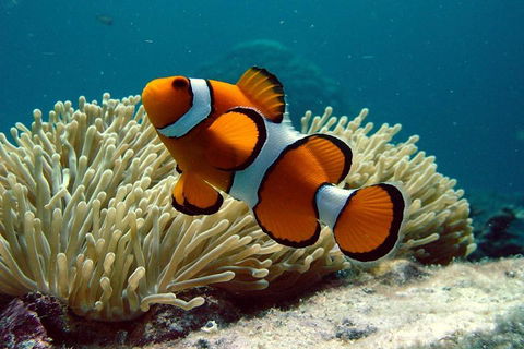 Cairns Reef And Rainforest Combo: Daintree Rainforest And The Great Barrier Reef - Tweed Heads Accommodation 2
