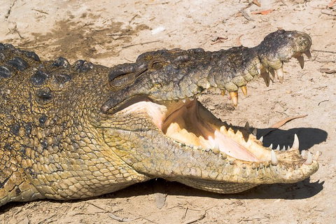 4-Day Cairns Ultimate Combo: Daintree Rainforest, Reef, Kuranda & Paronella Park - Tweed Heads Accommodation 0