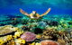 4-Day Cairns Ultimate Combo: Daintree Rainforest, Reef, Kuranda & Paronella Park - thumb 3