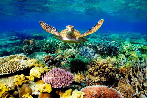 4-Day Cairns Ultimate Combo: Daintree Rainforest, Reef, Kuranda & Paronella Park - Tweed Heads Accommodation 3