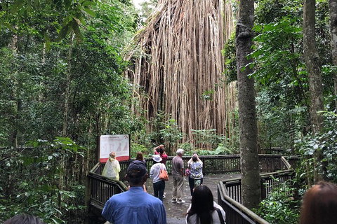 4-Day Cairns Ultimate Combo: Daintree Rainforest, Reef, Kuranda & Paronella Park - Tweed Heads Accommodation 5