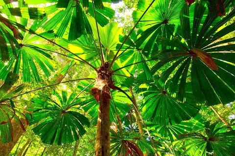 Private Daintree National Park Day Tour From Cairns Including Cape Tribulation And Mossman Gorge - Tweed Heads Accommodation 3