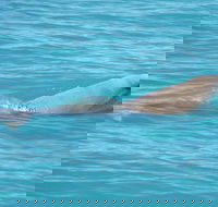 Snubfin Dolphin Eco Cruise from Broome - Tweed Heads Accommodation
