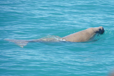 Snubfin Dolphin Eco Cruise From Broome - Tweed Heads Accommodation 0