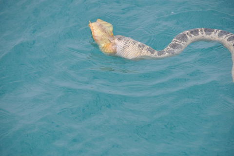 Snubfin Dolphin Eco Cruise From Broome - Tweed Heads Accommodation 2