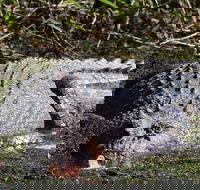 Full Day Tour in the Daintree - Tweed Heads Accommodation