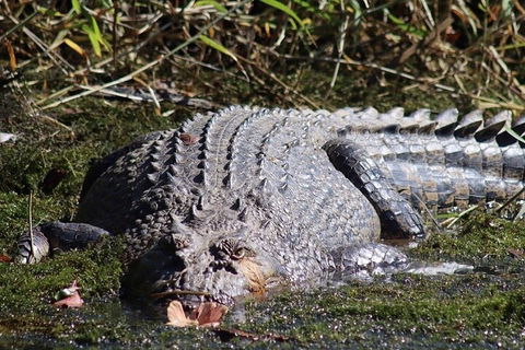 Full Day Tour In The Daintree - Tweed Heads Accommodation 0