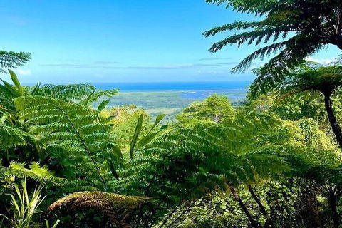 Full Day Tour In The Daintree - Tweed Heads Accommodation 5