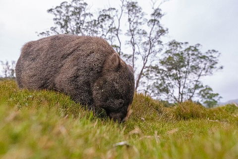 3-Day Cradle Mountain Photography Workshop - Tweed Heads Accommodation 0