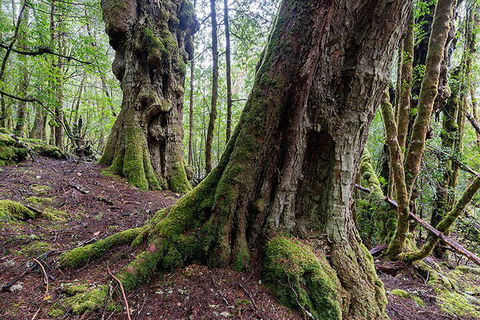 3-Day Cradle Mountain Photography Workshop - Tweed Heads Accommodation 1