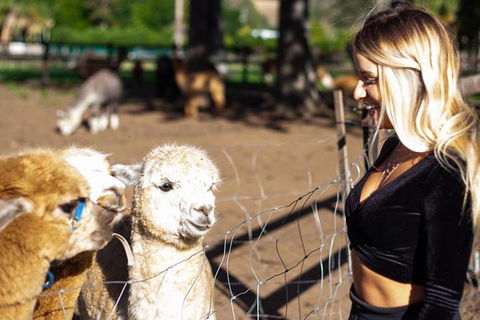 O'Reilly's & Lamington National Park Incl. Alpaca Farm + Vineyard - Tweed Heads Accommodation 3