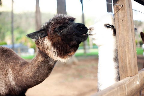 O'Reilly's & Lamington National Park Incl. Alpaca Farm + Vineyard - Tweed Heads Accommodation 4