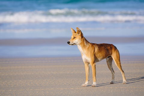 Fraser Island 4WD Tour From Rainbow Beach - Tweed Heads Accommodation 2