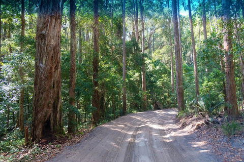 Fraser Island 4WD Tour From Rainbow Beach - Tweed Heads Accommodation 4