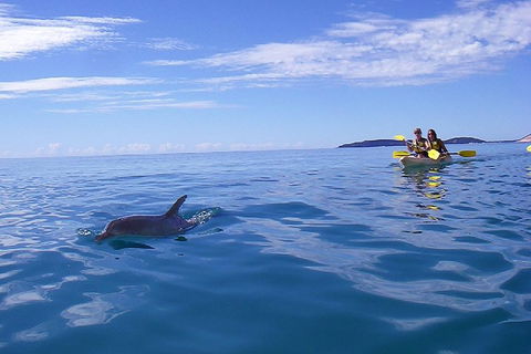 Kayak With Dolphins And 4WD Great Beach Drive Day Trip From Noosa - Tweed Heads Accommodation 2
