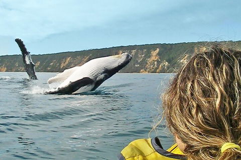 Kayak With Dolphins And 4WD Great Beach Drive Day Trip From Noosa - Tweed Heads Accommodation 3